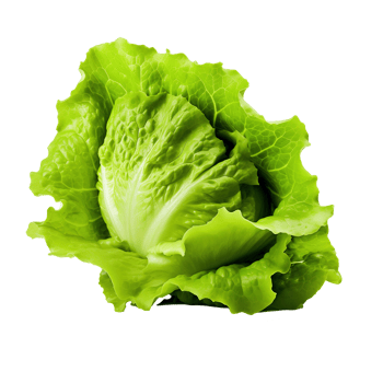 AI generated Lettuce isolated on transparent background png