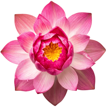 AI generated Lotus, flower illustration png