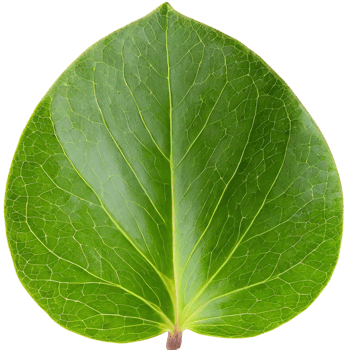 AI generated leaf, nature concept. png