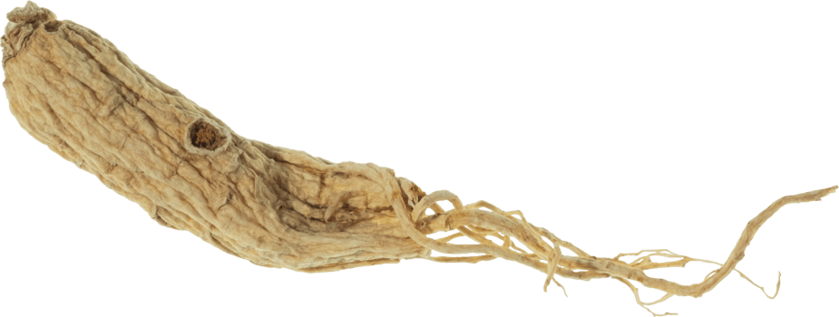 ginseng cut out on transparent background. png