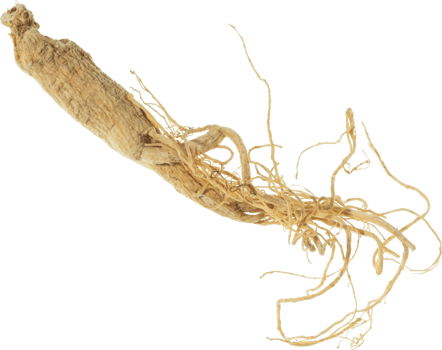 ginseng cut out on transparent background. png