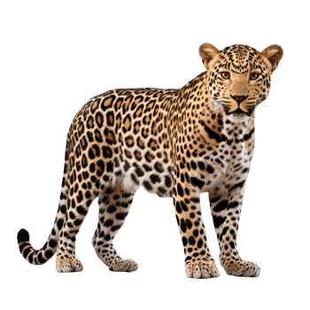 AI generated leopard on a transparent background png isolated