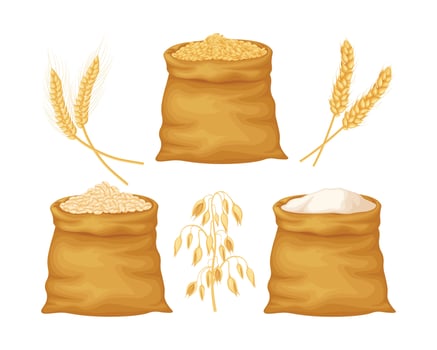 Wheat, oats and barley. Wheat and oat grains in large bags. Flour from cereals. A bag of flour and ears of cereals. Vector illustration