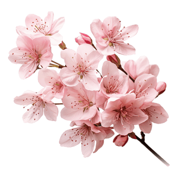 AI generated Cherry blossom flower png isolated on transparent background png