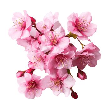 AI generated Cherry blossom flower png isolated on transparent background png