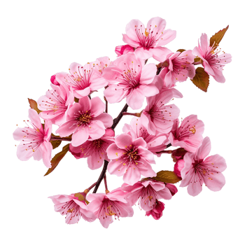 AI generated Cherry blossom flower png isolated on transparent background png