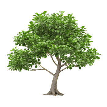 AI generated Green tree isolated on transparent background png