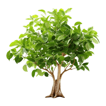AI generated Green tree isolated on transparent background png