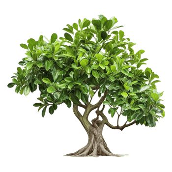AI generated Green tree isolated on transparent background png