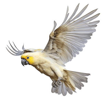 AI generated Beautiful cockatoo parrot flying isolated on transparent background png