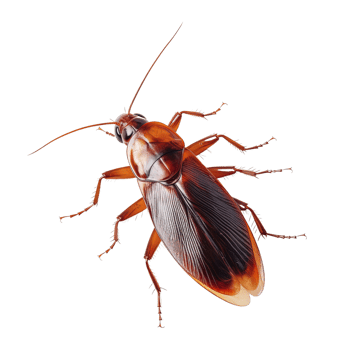 AI generated cockroach isolated on transparent background. png