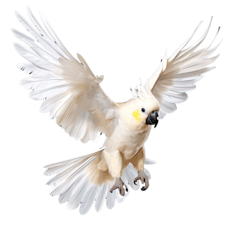 AI generated Beautiful cockatoo parrot flying isolated on transparent background png