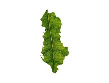 Albania map made of green leaves ecology concept png