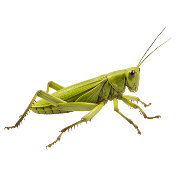 AI generated 3d grasshopper isolated on transparent background png