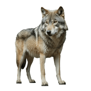 AI generated full body of gray wolf standing on transparent background png