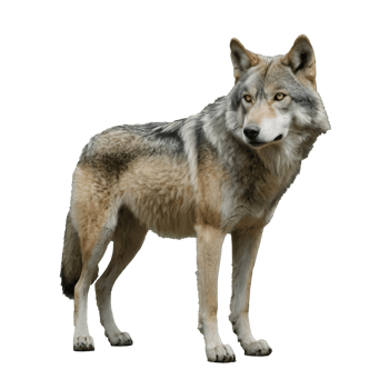 AI generated full body of gray wolf standing on transparent background png