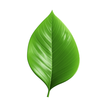 AI generated 3d green leaf isolated on transparent background png