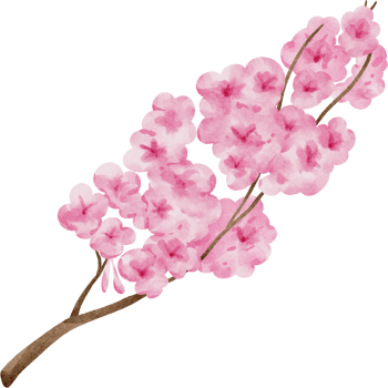 watercolor japanese Sakura flower png