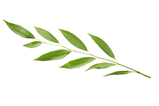 AI generated Willow Leaf Elegance on transparent background. png