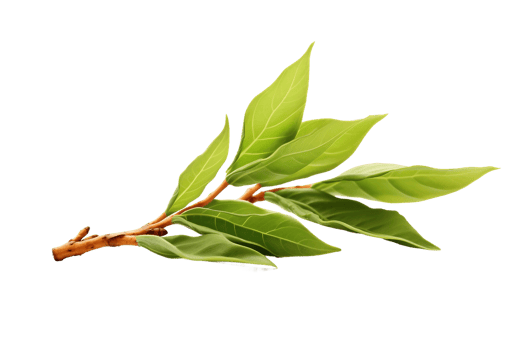 AI generated Tea Leaf Elegance on transparent background. png