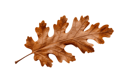 AI generated Oak Leaf Elegance on transparent background. png