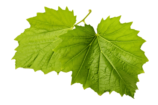 AI generated Grape Leaf Elegance on transparent background. png