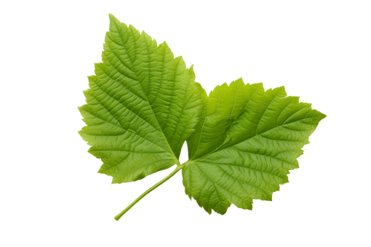 AI generated Mulberry Leaf Elegance on transparent background. png