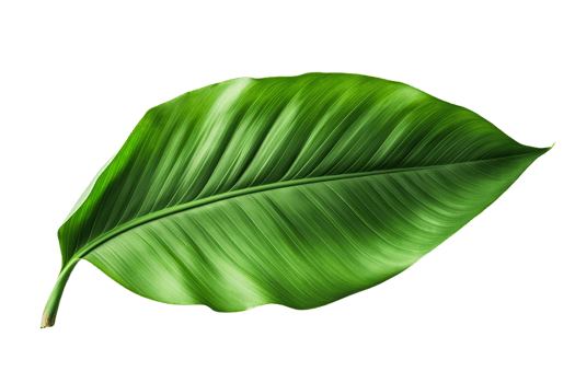 AI generated Banana Leaf Elegance on transparent background. png