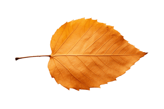 AI generated Birch Leaf's Natural Beauty on transparent background. png