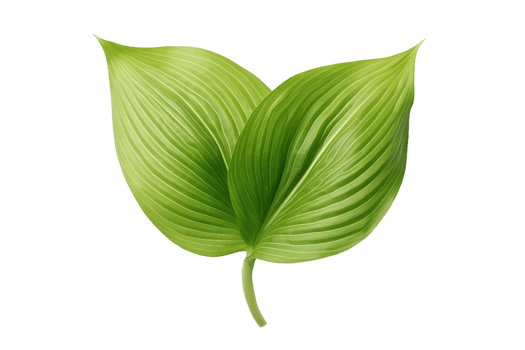 AI generated Hosta Leaf Elegance on transparent background. png
