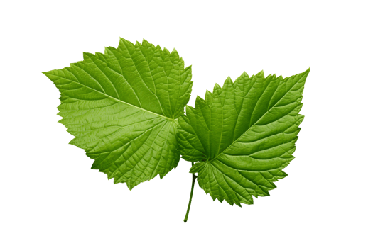 AI generated Mulberry Leaf Elegance on transparent background. png