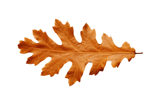 AI generated Oak Leaf Elegance on transparent background. png
