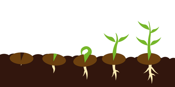 Plant seed germination process stages. png