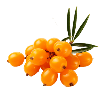 AI generated Sea buckthorn fruit png isolated on transparent background