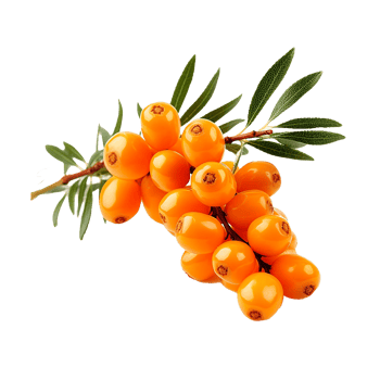 AI generated Sea buckthorn fruit png isolated on transparent background