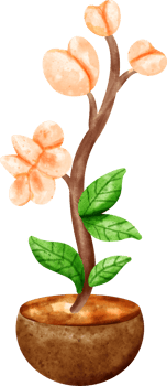 watercolor flower jasmin png