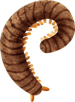 watercolor insect millipede png