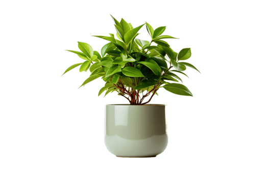Potted Greenery On Transparent Background png