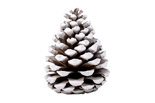 Frozen Pine Cone on Transparent Background. png