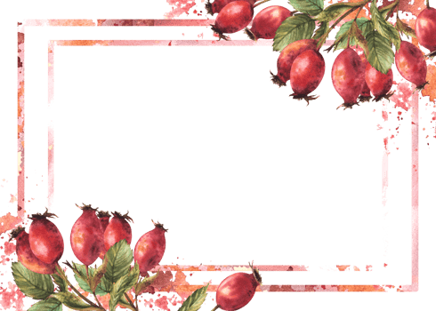 Frame of wild rosehip. Branch red briar fruits, dog rose berries, green leaves with watercolor splashes Hand drawn illustration for banner, post card, medical label. Template png