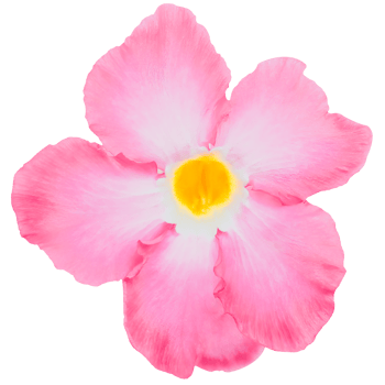 Bright pink adenium obesum floral element isolated on white or transparent background. Beauty of tropical flowers and ornamental plants in nature. png