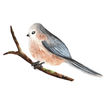 Hand-drawn watercolor illustration. Long-tailed titmouse bird sitting on the branch png