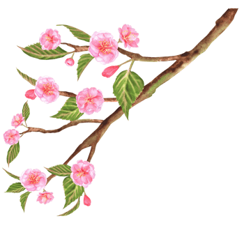 Hand-drawn watercolor illustration. Beautiful sakura cherry tree branch with pink flowers and green leaves png