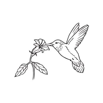 hummingbirds coloring pages vector