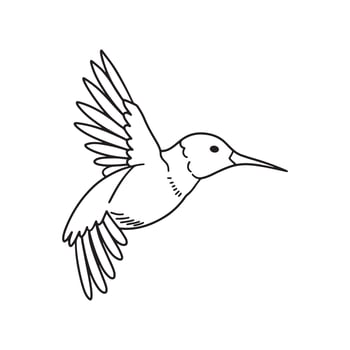 hummingbirds coloring pages vector