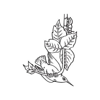 hummingbirds coloring pages vector
