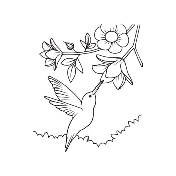 hummingbirds coloring pages vector