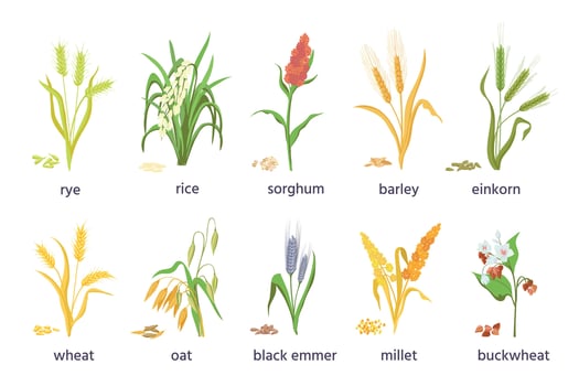 Cereal agricultural plants, crop spikes, ears and grains. Farming millet, wheat, sorghum, rice, barley and oat spikelets and seed vector set
