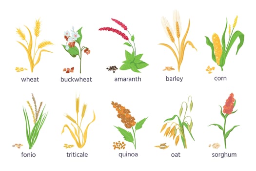 Cartoon farm cereal crops and grain grass plants. Agriculture corn, wheat, maize, buckwheat, amaranth and quinoa seeds and ears vector set