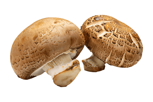 AI generated The mushroom is isolated on a transparent background. Mushroom PNG Generative AI